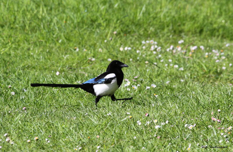 Eurasian Magpieadult, identification