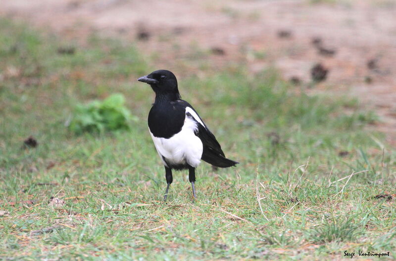 Eurasian Magpieadult, Flight