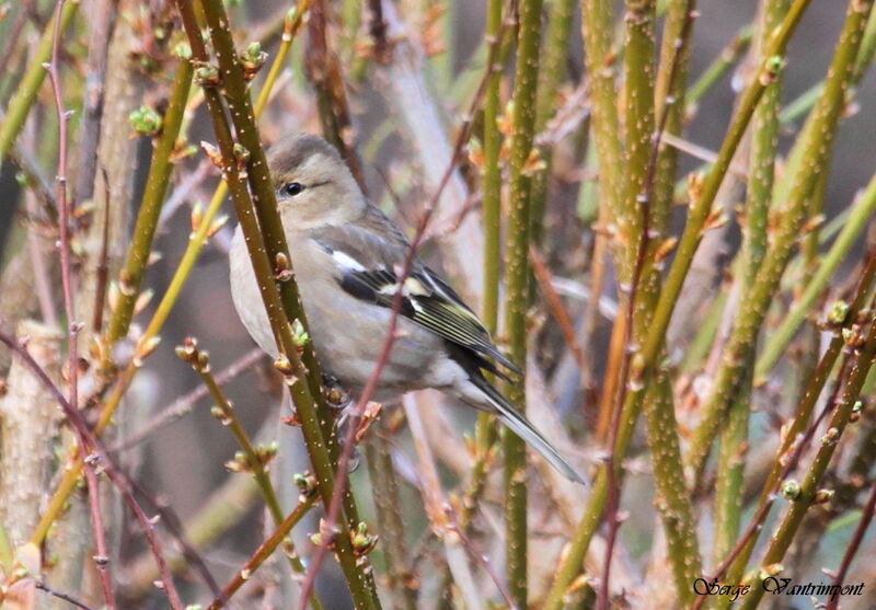 Pinson des arbresadulte, identification, Comportement