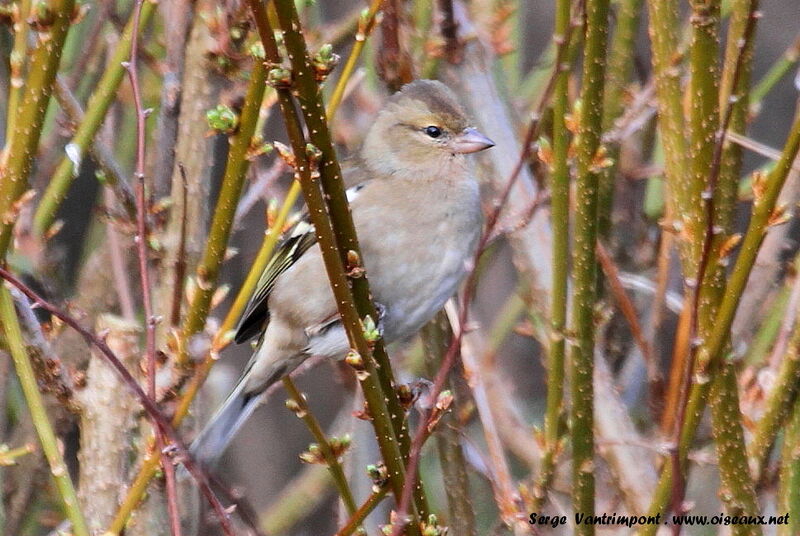 Eurasian Chaffinch female adult, Behaviour