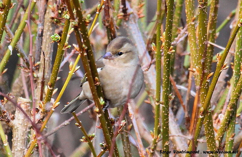 Pinson des arbres femelle adulte, Comportement