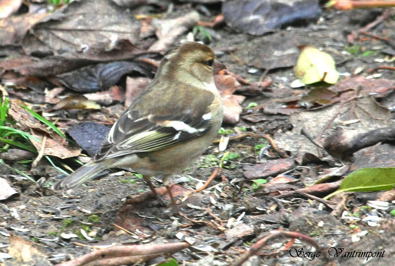 Pinson des arbres femelle, identification