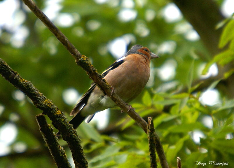 Pinson des arbres mâle adulte, identification