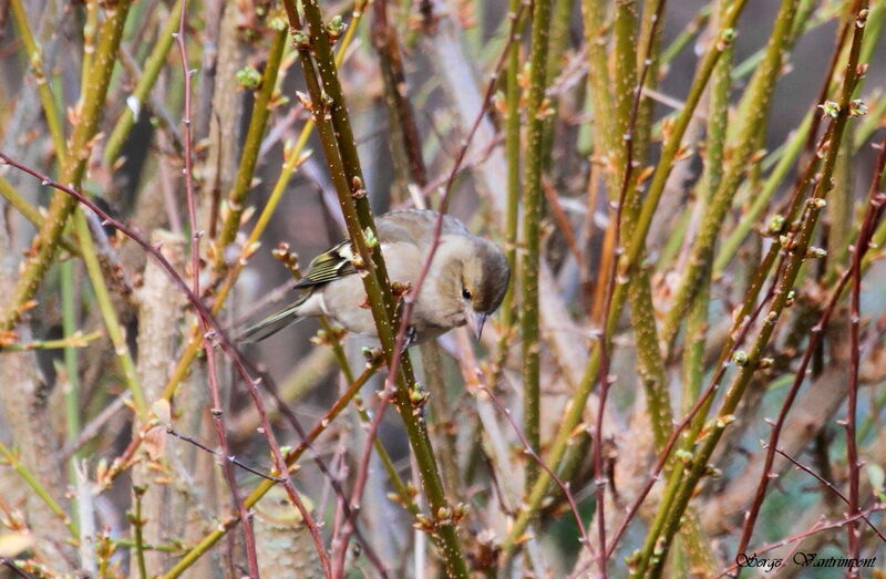 Pinson des arbresadulte, identification, Comportement