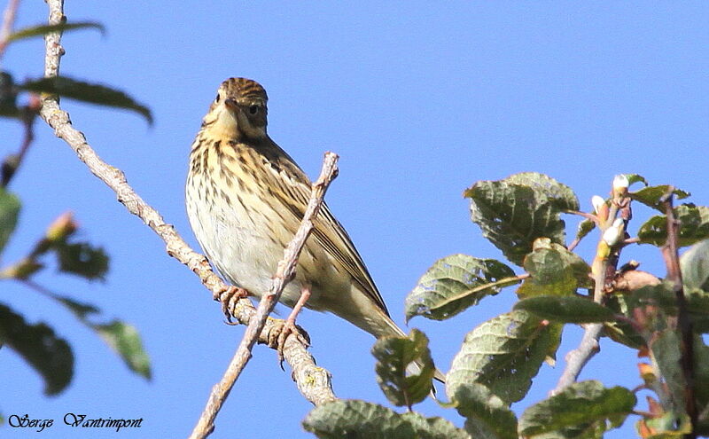 Tree Pipitadult, identification