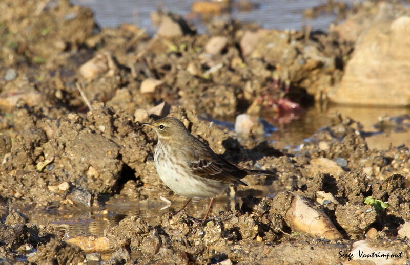 Pipit farlouse, Comportement