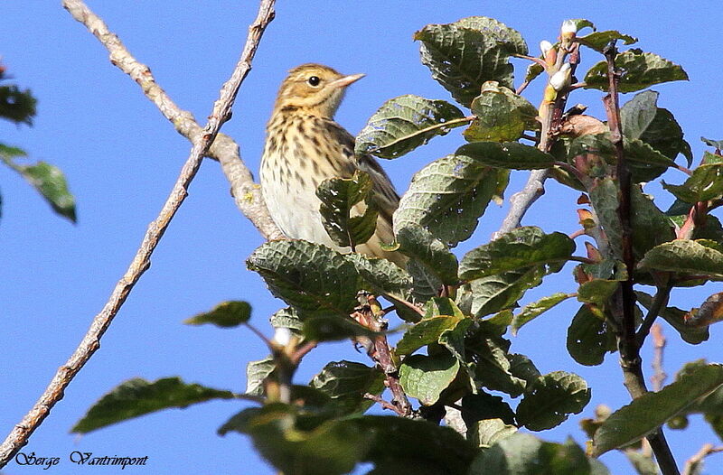 Meadow Pipitadult, identification, Behaviour