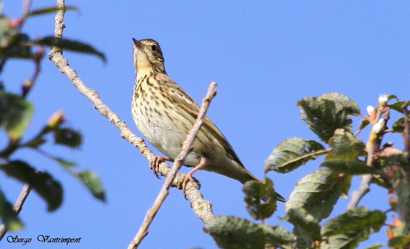 Pipit farlouseadulte, Comportement