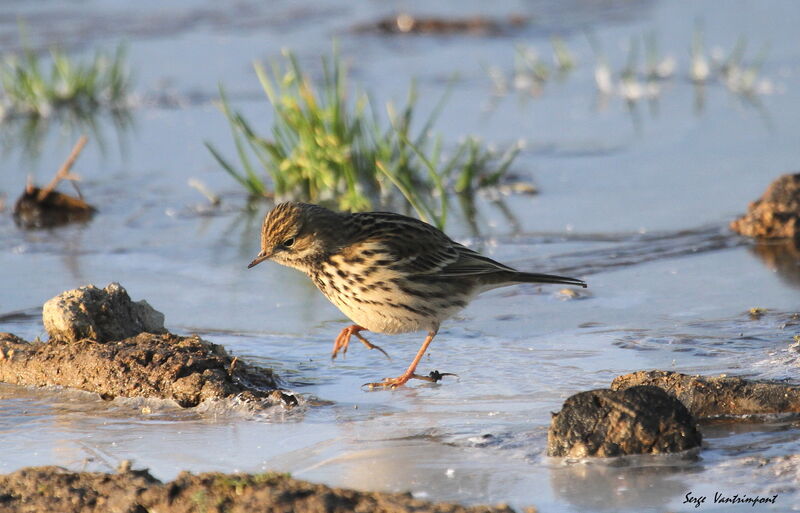 Meadow Pipit, Behaviour