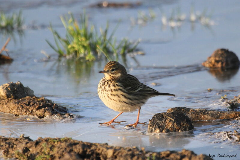 Pipit farlouse, Comportement