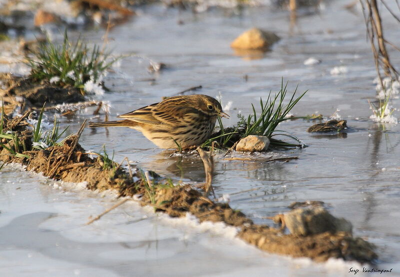 Pipit farlouse, Comportement