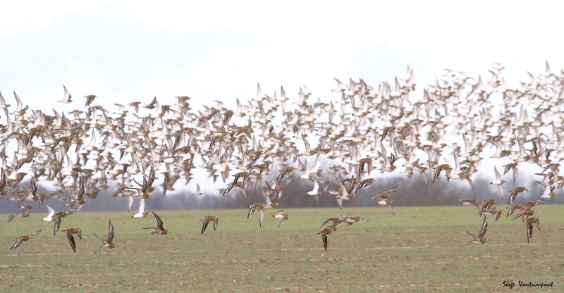 European Golden Plover, Flight, Behaviour