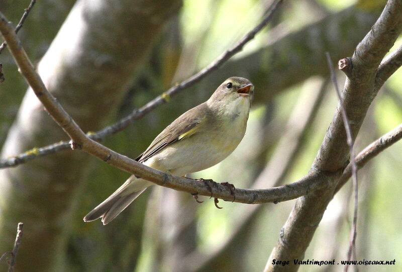 Willow Warbleradult, song