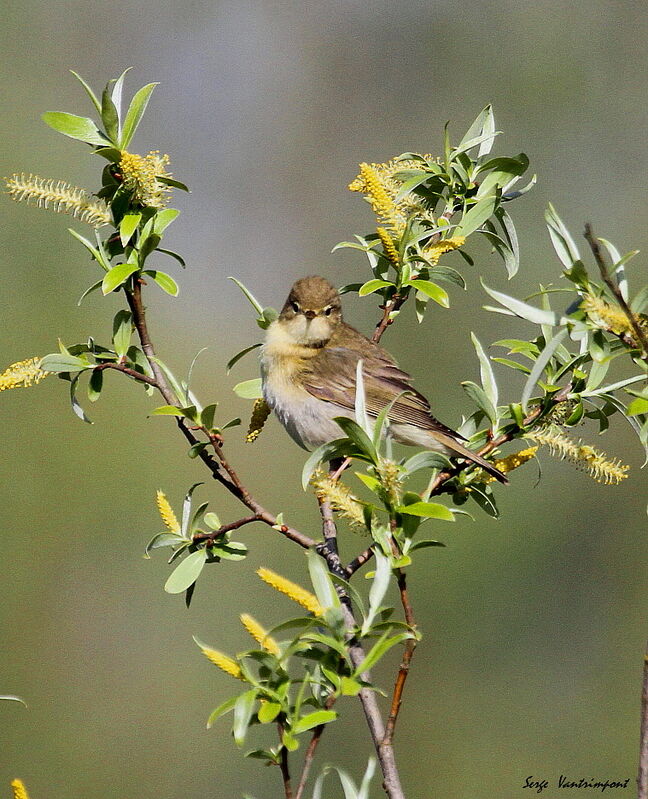 Willow Warbleradult, Behaviour