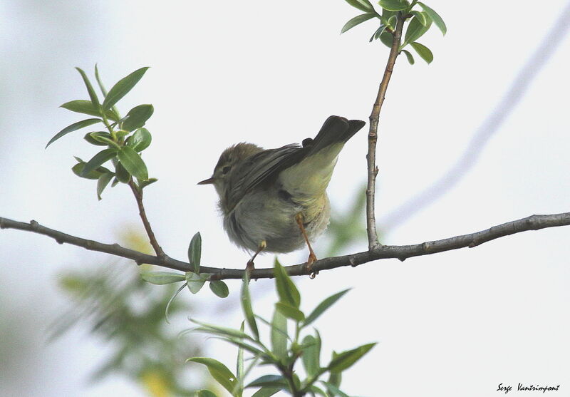 Willow Warbleradult, Behaviour