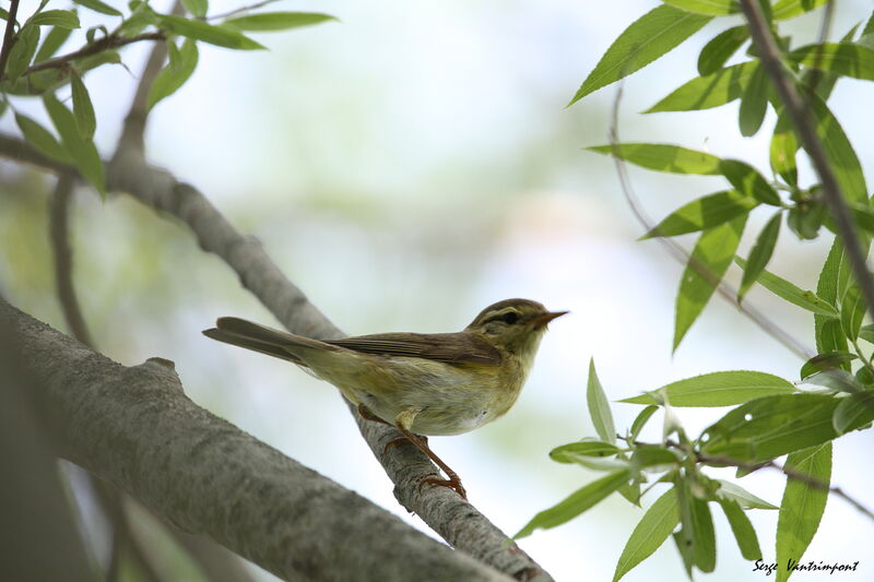 Willow Warbler, Behaviour