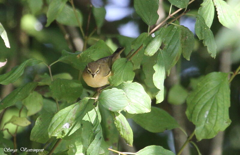 Common Chiffchaffadult, Behaviour