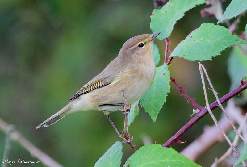 Common Chiffchaffadult, identification, Behaviour