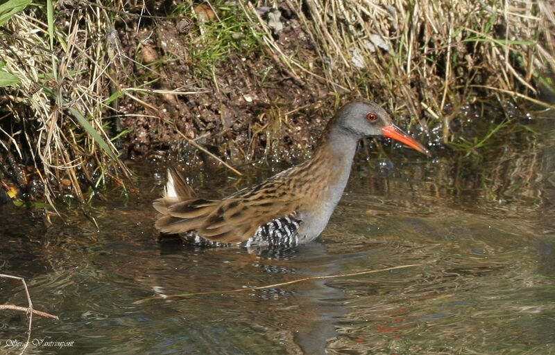 Râle d'eauadulte, identification