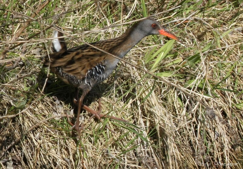 Water Railadult, Behaviour