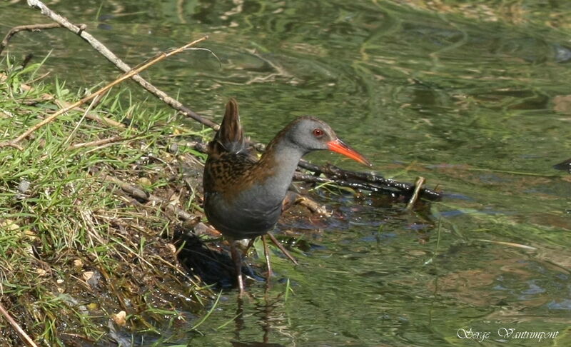 Water Railadult, Behaviour