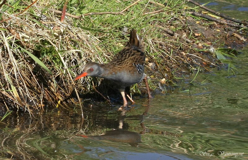 Water Railadult, Behaviour