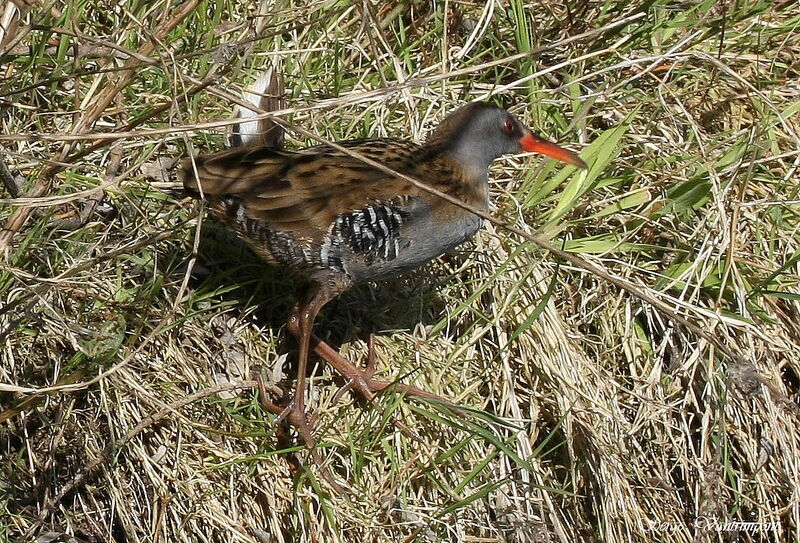 Water Railadult, Behaviour