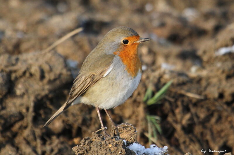 European Robinadult, Behaviour