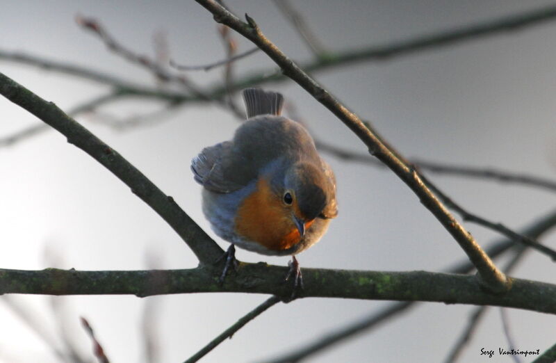 European Robinadult, Flight