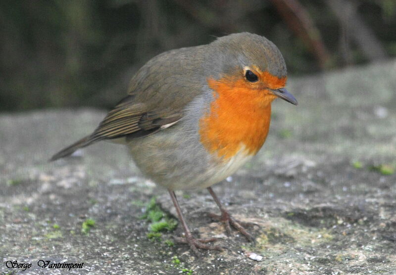 European Robin, Behaviour