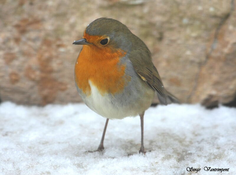 European Robinadult post breeding, Behaviour