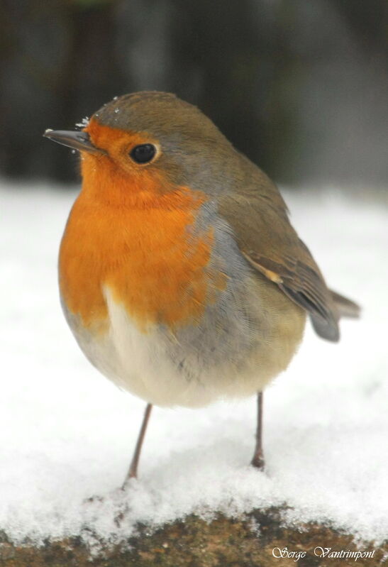 European Robinadult post breeding, Behaviour