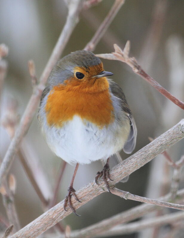 European Robinadult, Behaviour