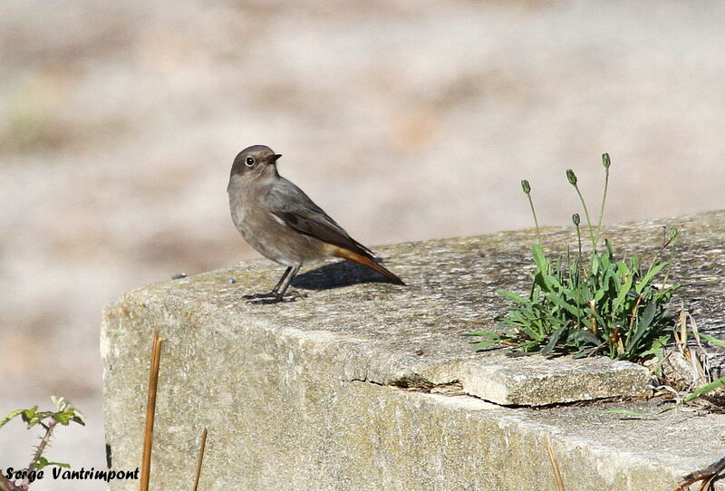 Black Redstartadult, Behaviour