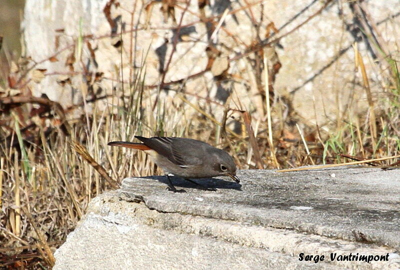 Black Redstartadult, feeding habits