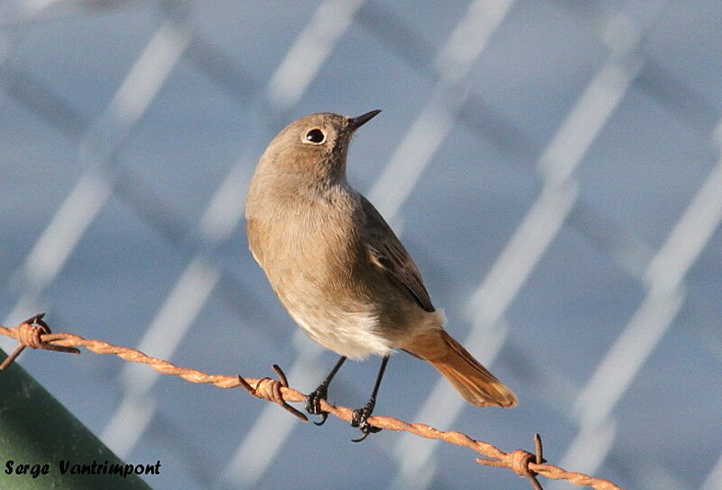 Black Redstartadult, Behaviour