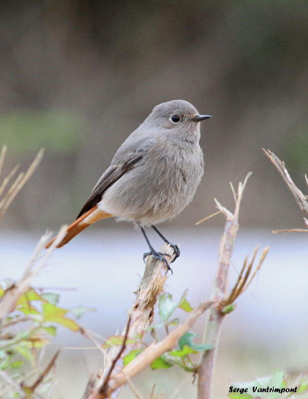 Black Redstartadult, Behaviour