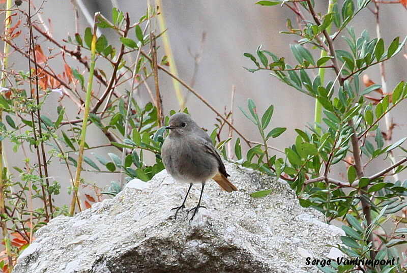 Black Redstartadult, Behaviour