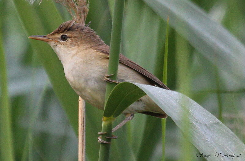 Common Reed Warbleradult, Behaviour