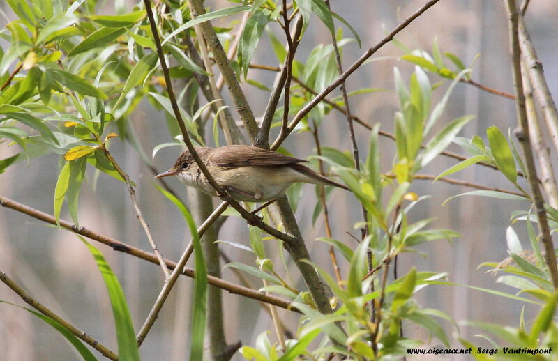 Common Reed Warbleradult, Behaviour