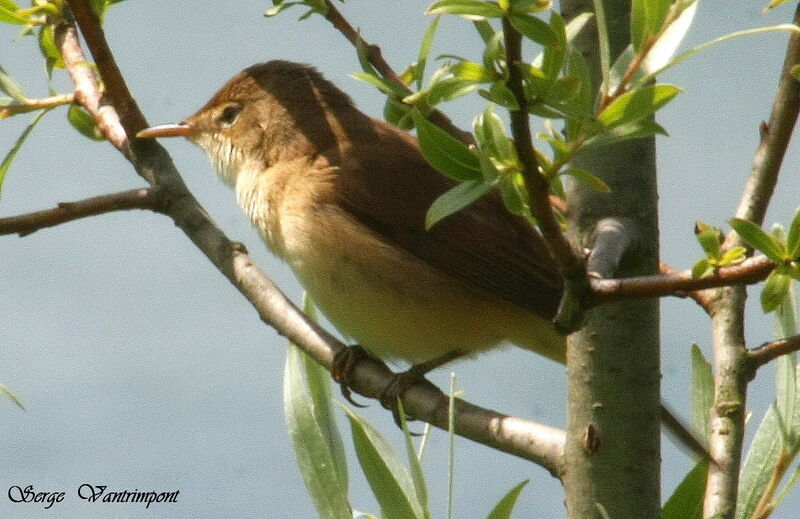 Common Reed Warbleradult, identification