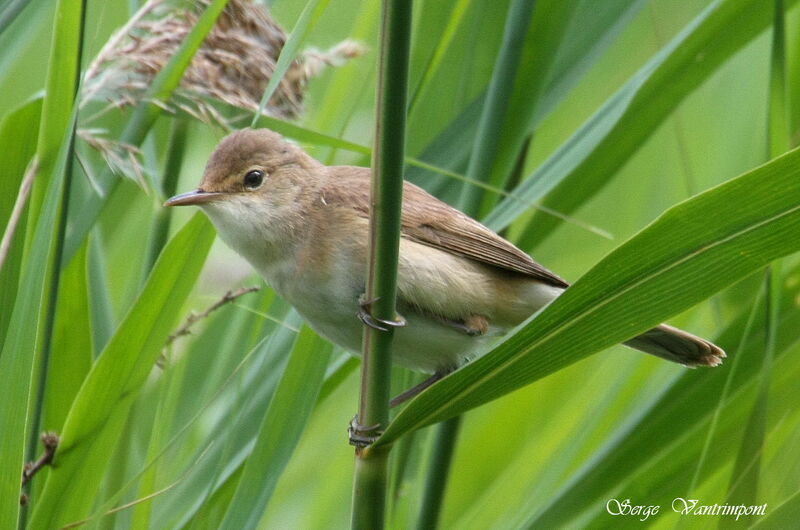 Common Reed Warbler, identification, Behaviour