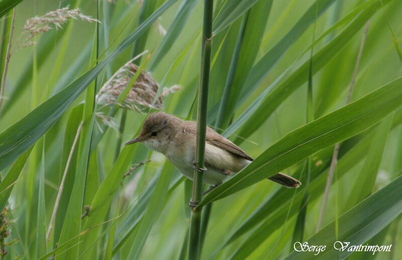 Rousserolle effarvatte, identification, Comportement