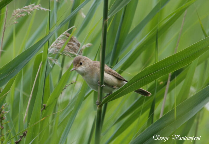 Common Reed Warbler, identification, Behaviour