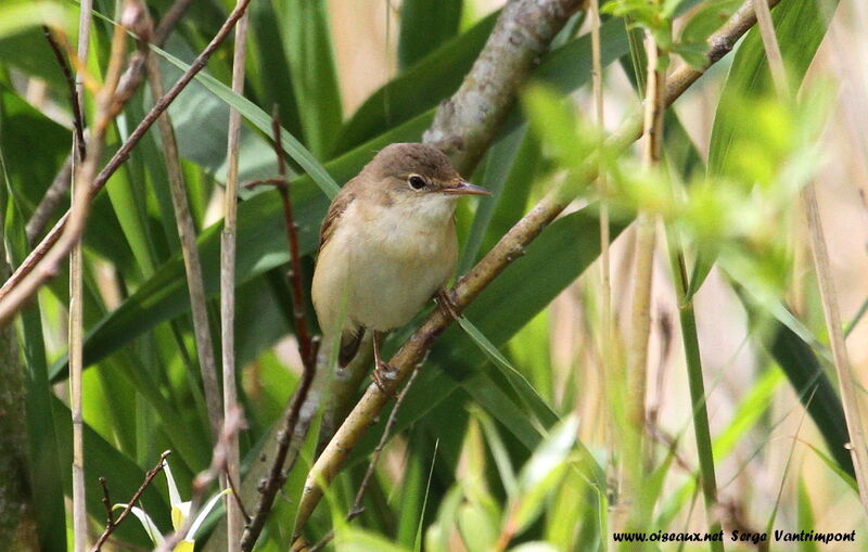 Common Reed Warbleradult, Behaviour