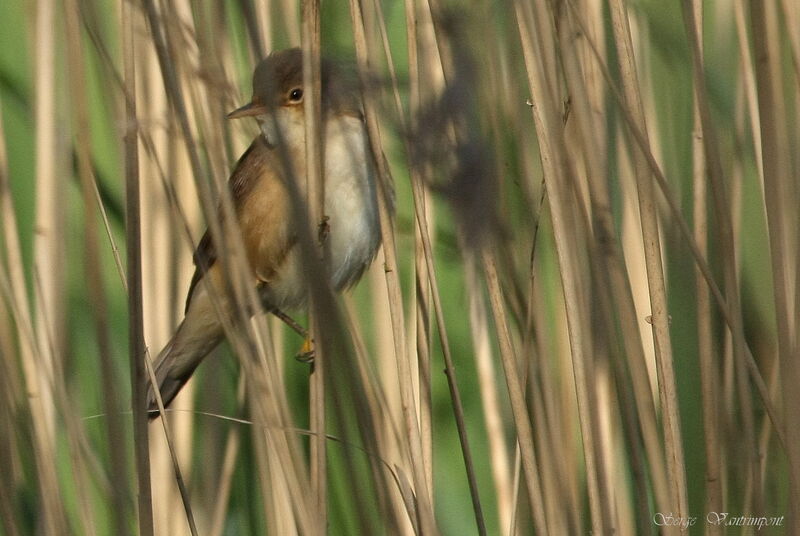 Common Reed Warbleradult, Behaviour