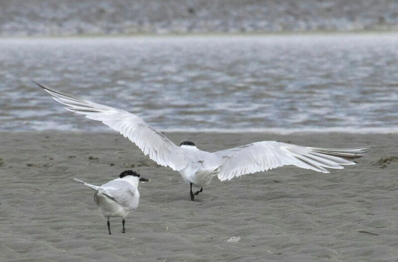 Sandwich Tern, Flight