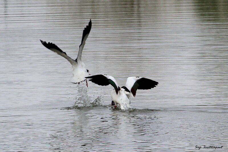 Common Shelduckadult, Flight, Behaviour