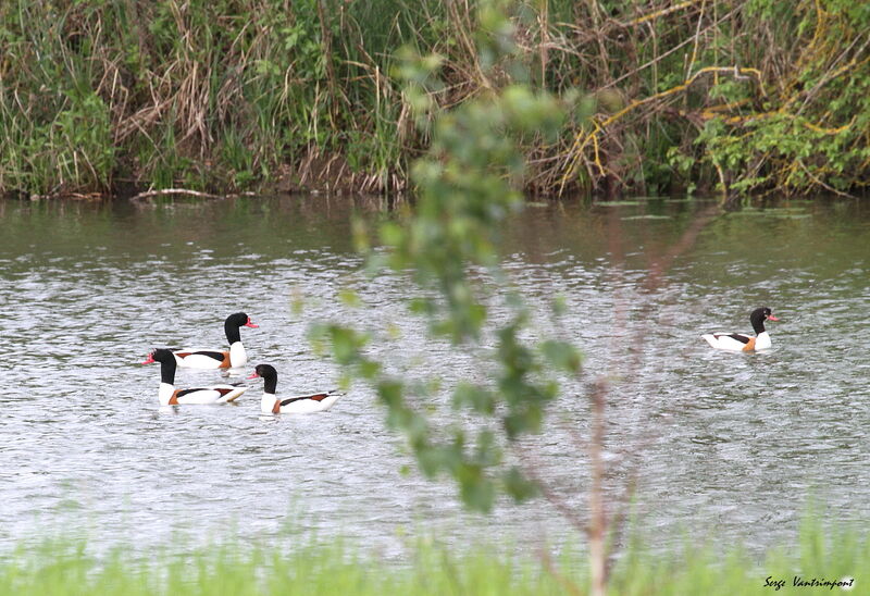 Common Shelduck adult