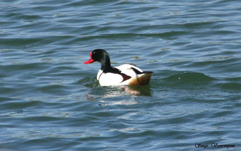 Tadorne de Belon mâle adulte, identification